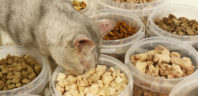 cat food freeze dryer cat food freeze dryer